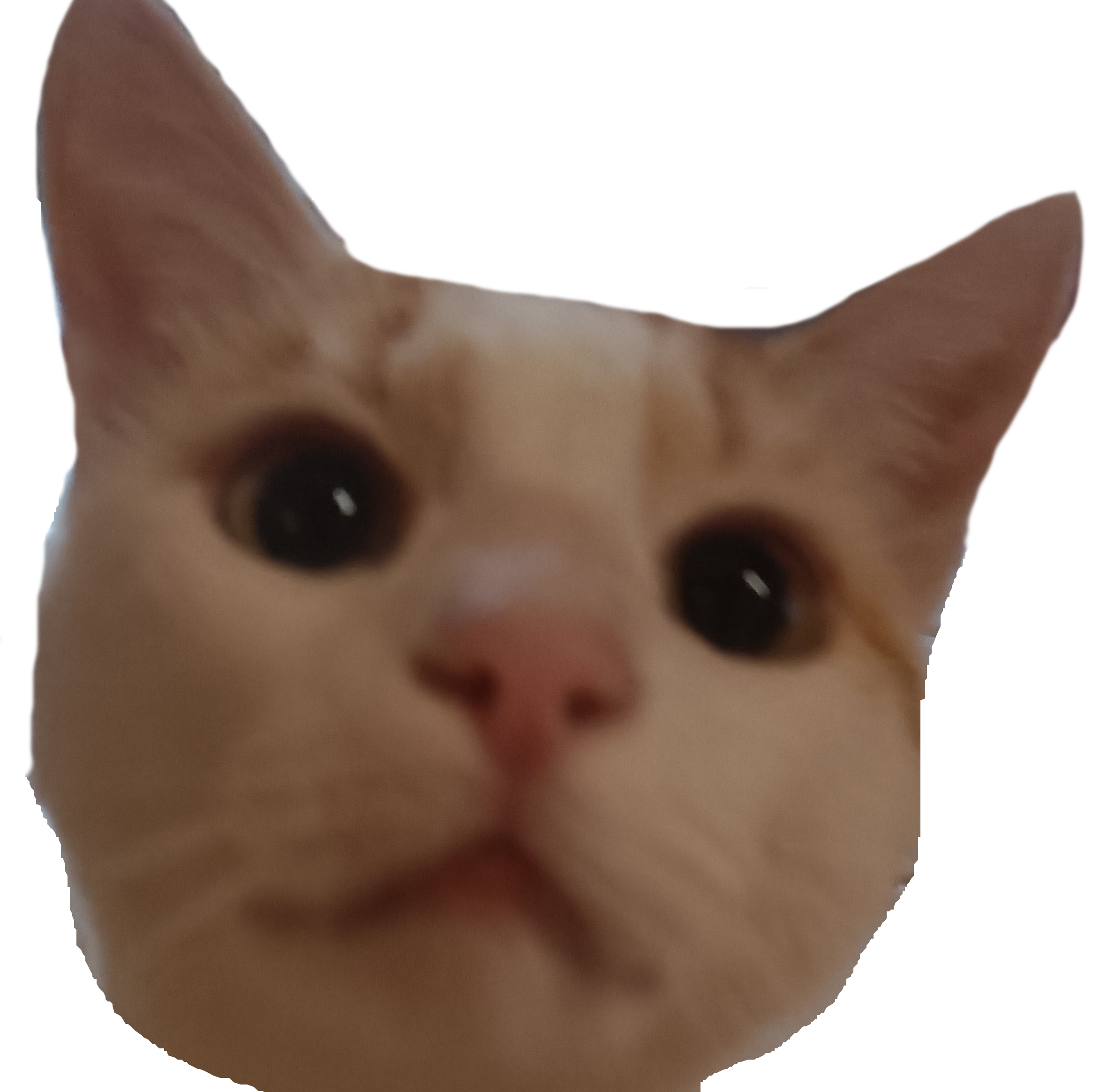 photodechat